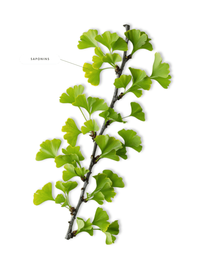 Cruz-Badiano codex - 1552